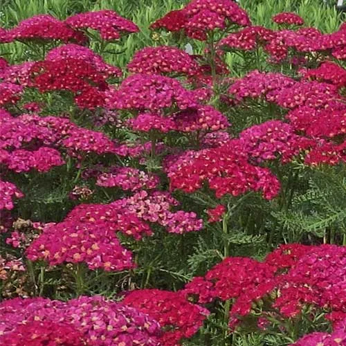 Achillea millefolium Pomegranate