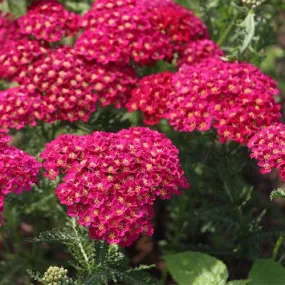 Achillea millefolium Pomegranate