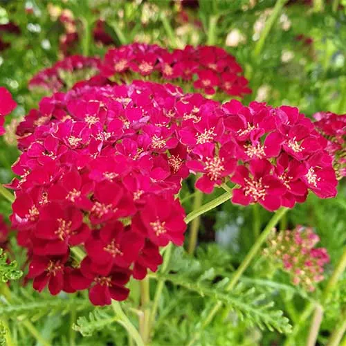 Achillea millefolium Pomegranate