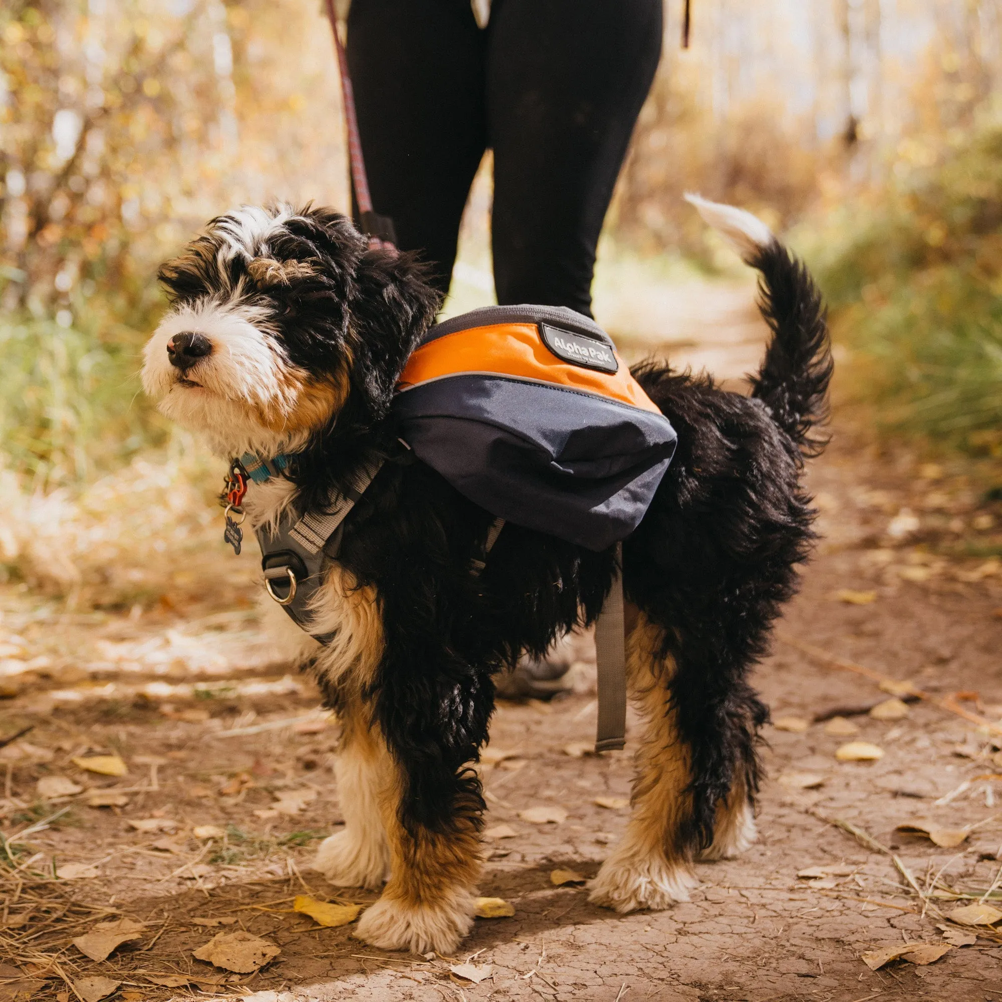 Adventurer 2-piece Dog Pack With EZ Latch™  Harness - MILE HIGH - WHOLESALE