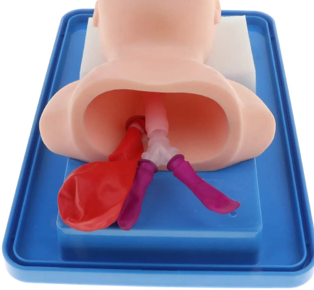 Airway Management Trainer: Infant BLS