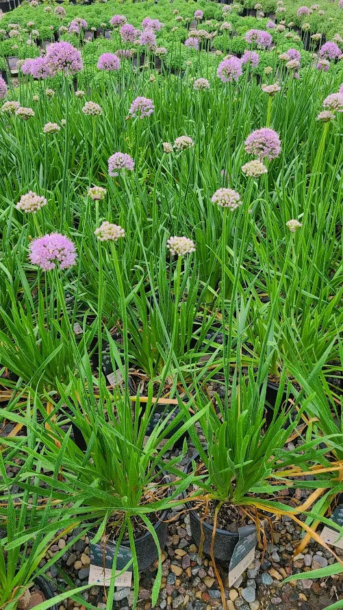 allium summer beauty potted