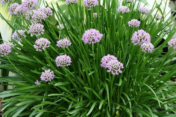 allium summer beauty potted