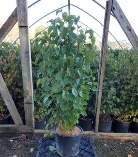 Autumn Jazz Viburnum - (2-3ft)