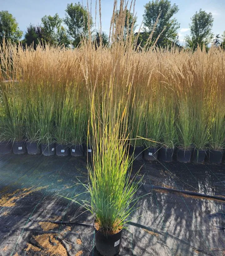 Avalanche Feather Reed Grass