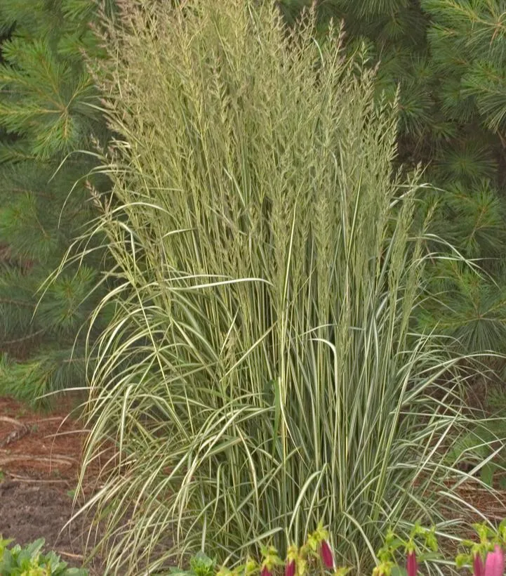 Avalanche Feather Reed Grass