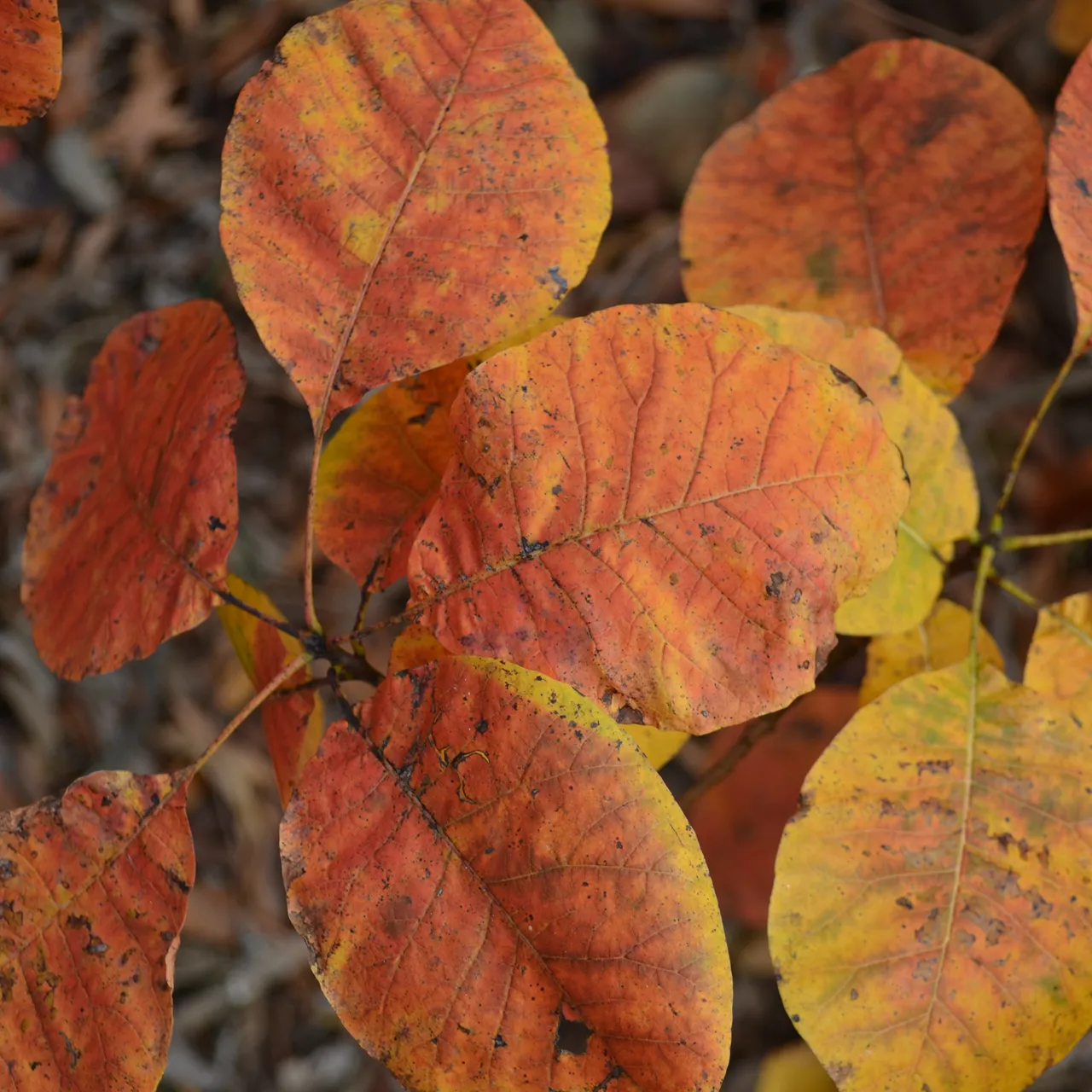 Bare Root American Smoketree (Cotinus obovatus)