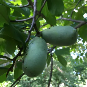 Bare Root Pawpaw (Asimina triloba)