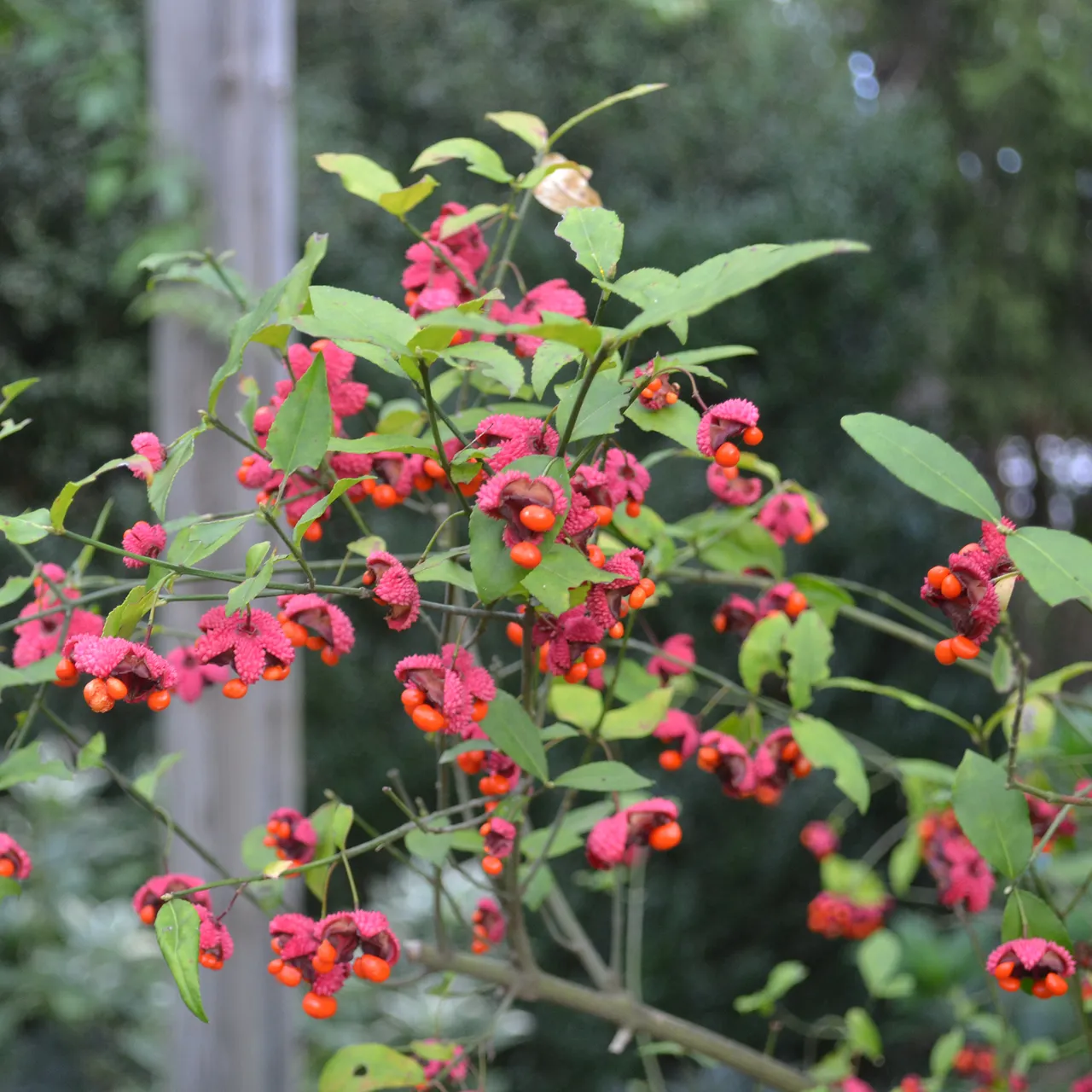 Bare Root Strawberry Bush (Euonymous americana)