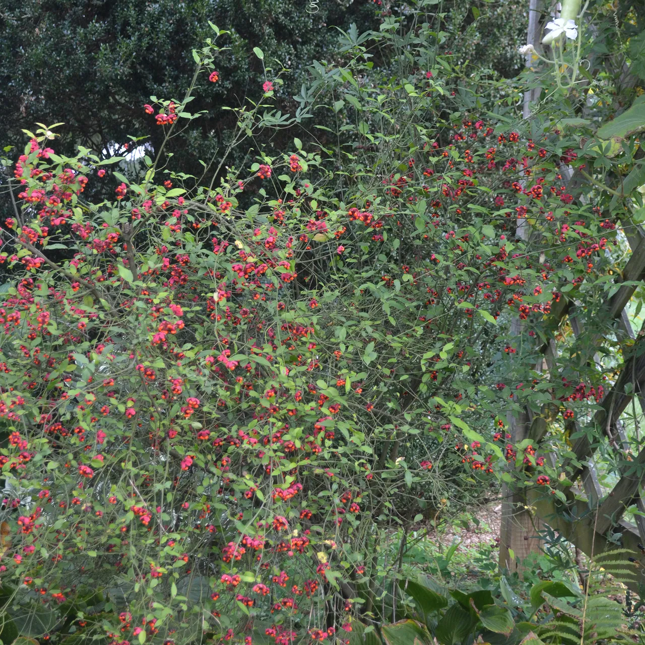 Bare Root Strawberry Bush (Euonymous americana)