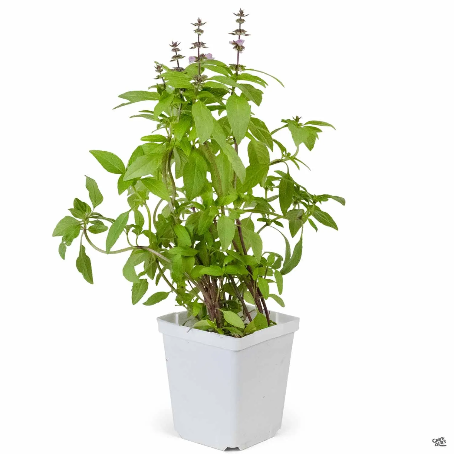 Basil 'Thai'