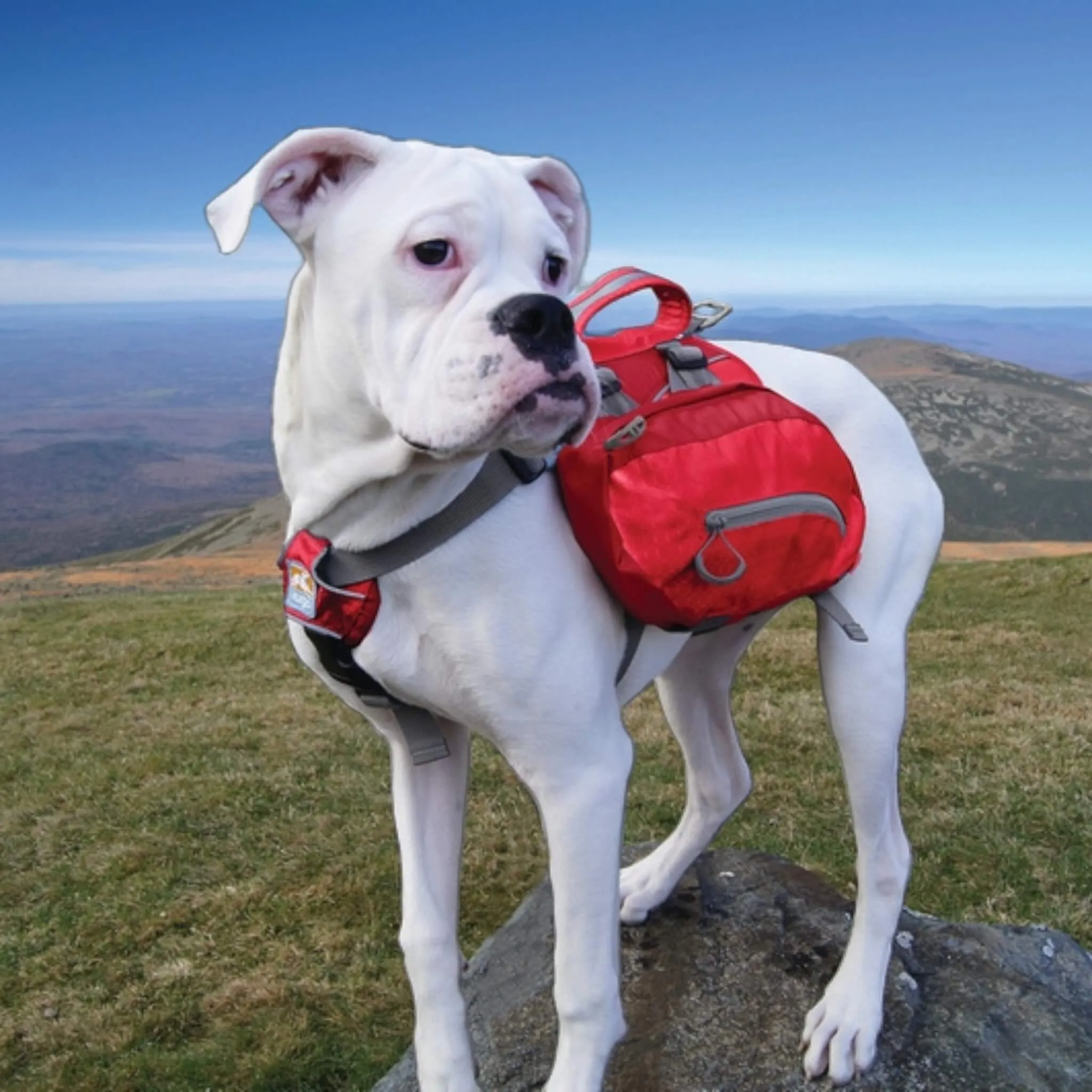 Baxter Backpack for Dogs