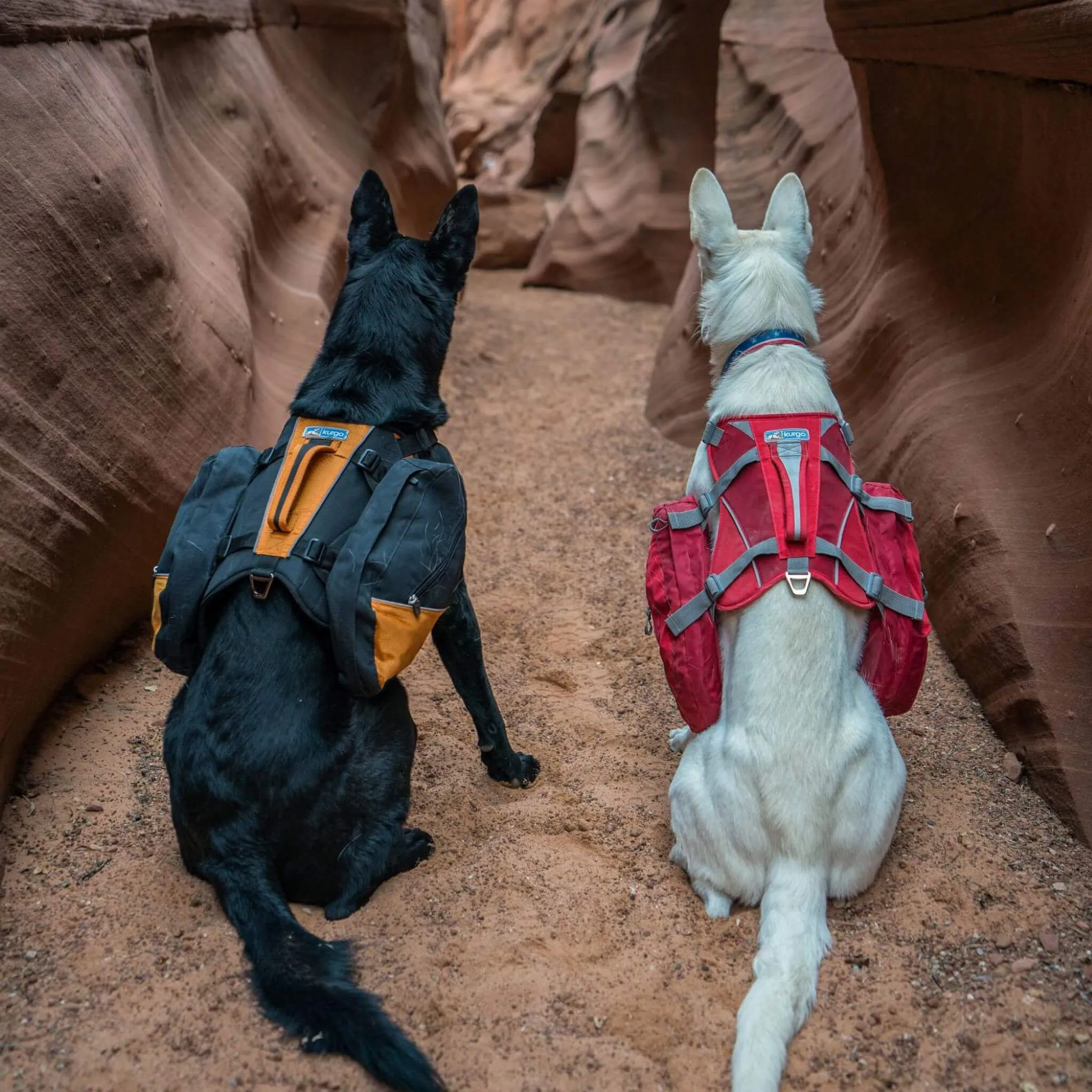 Baxter Backpack for Dogs