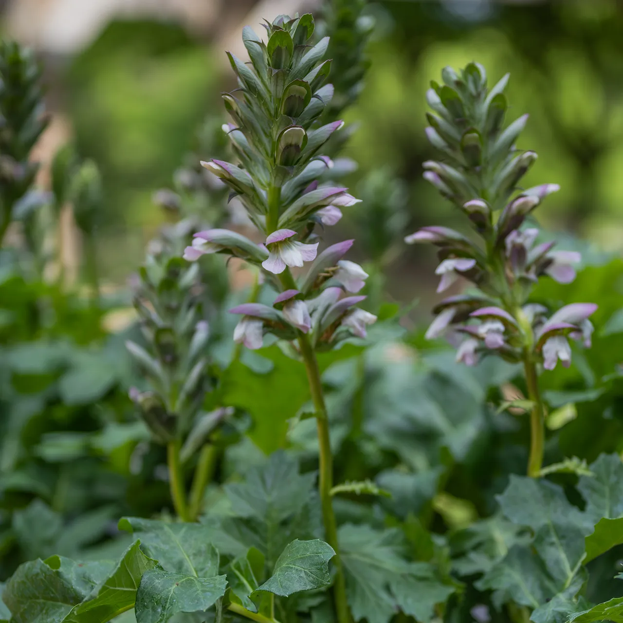 Bear's Breeches (Acanthus mollis)