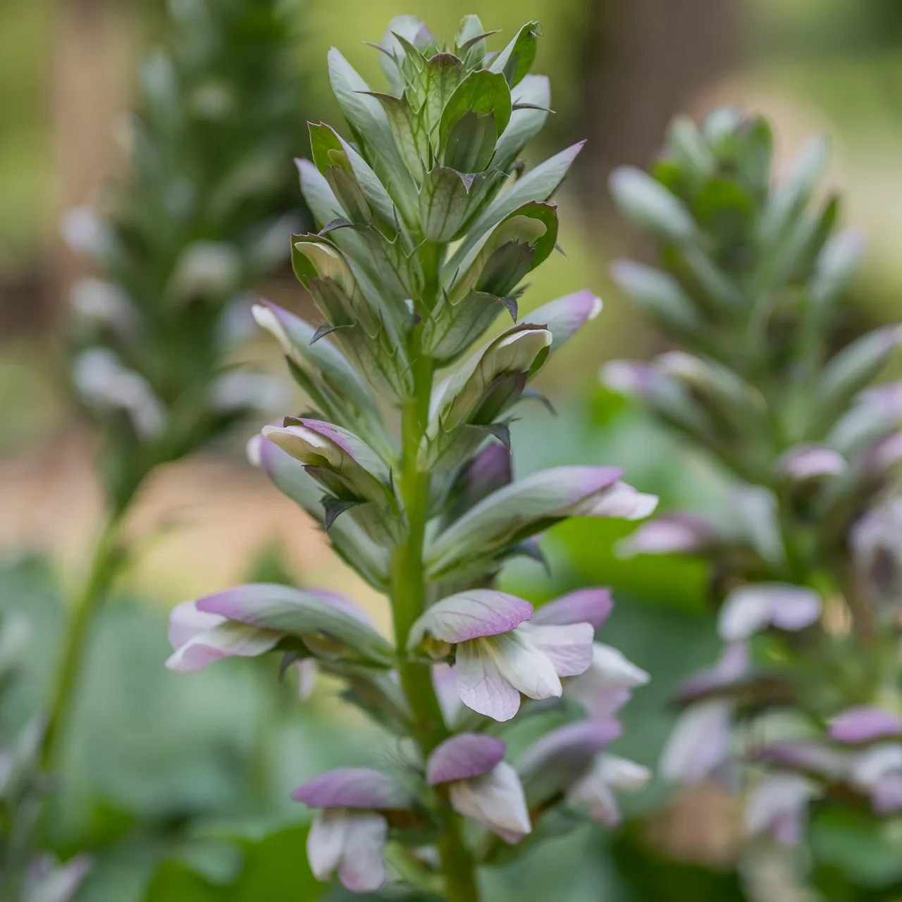 Bear's Breeches (Acanthus mollis)