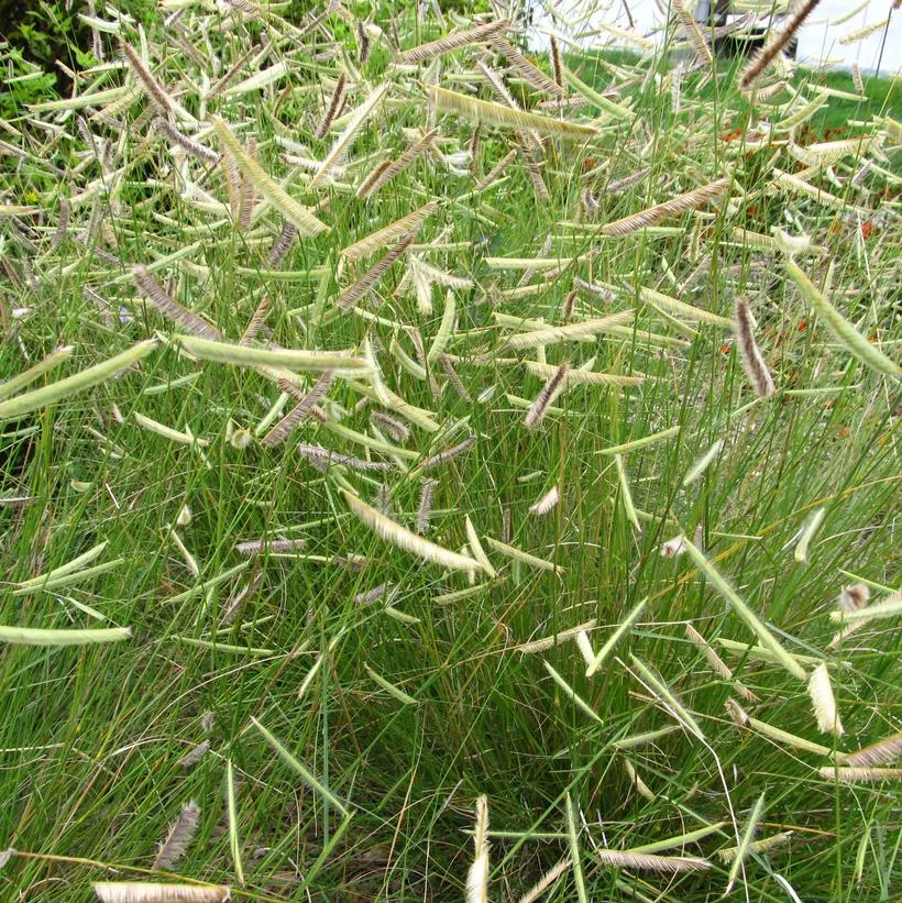 Blonde Ambition Grama Grass