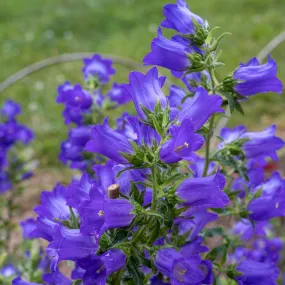 Canterbury Bells (Campanula medium)