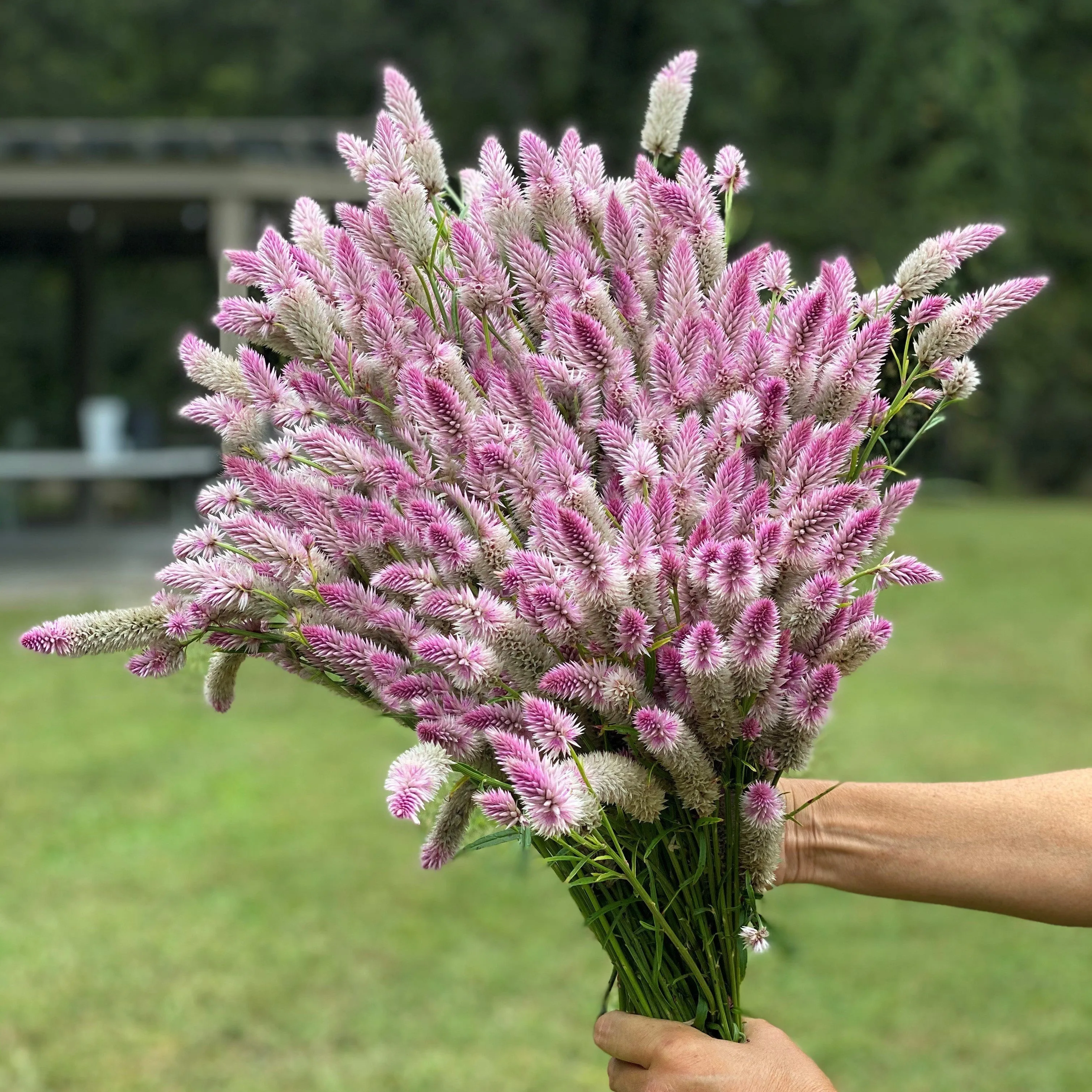 Celosia Flamingo Feather Seeds