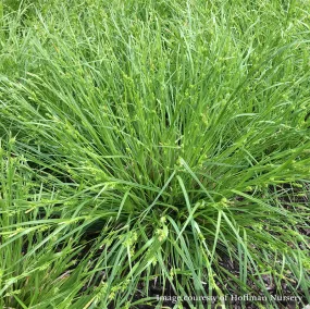 Creek Sedge (Carex amphibola)