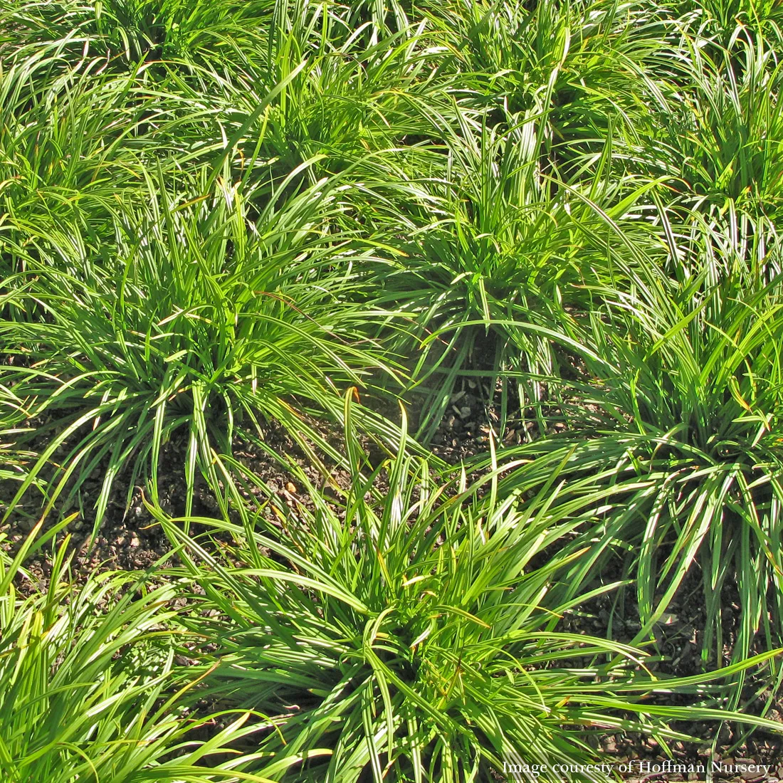 Creek Sedge (Carex amphibola)