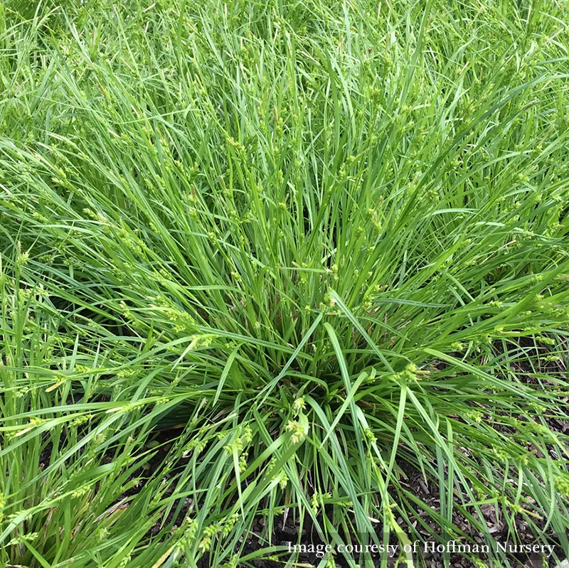 Creek Sedge (Carex amphibola)