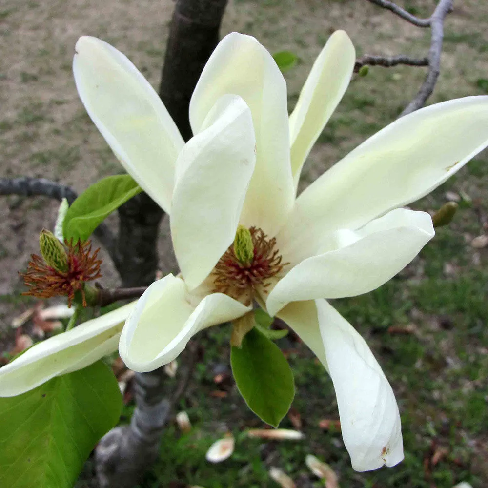 Cucumber Tree (Magnolia acuminata)