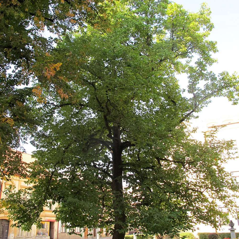 Cucumber Tree (Magnolia acuminata)