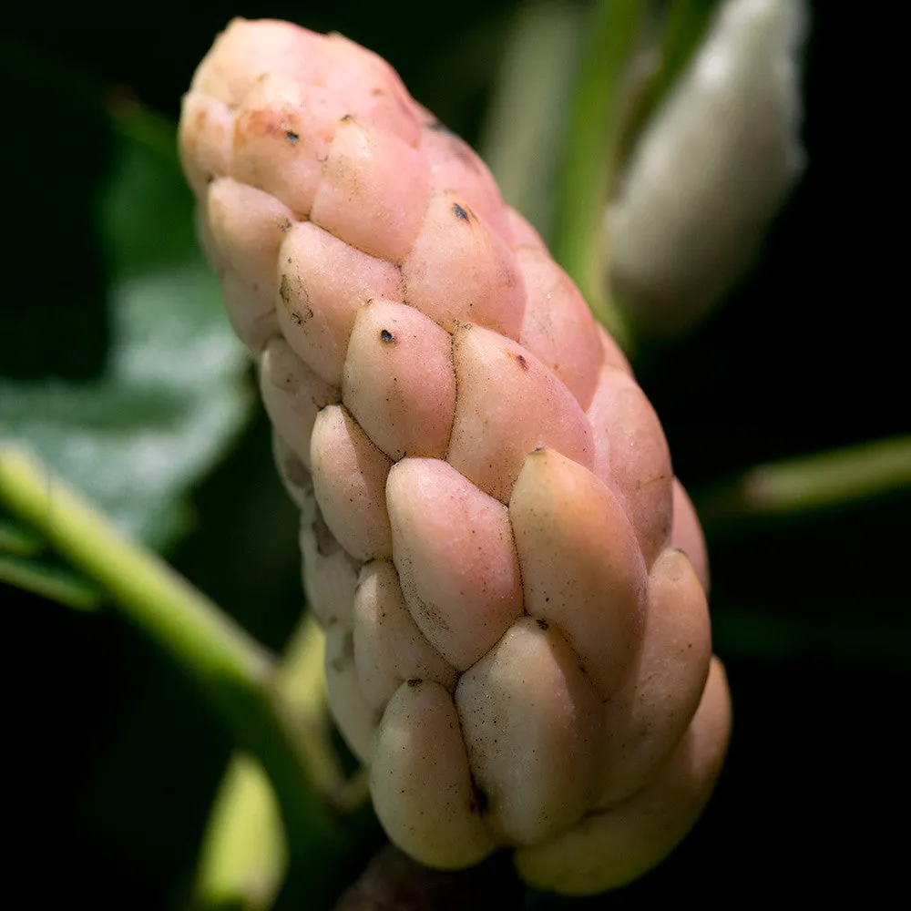 Cucumber Tree (Magnolia acuminata)