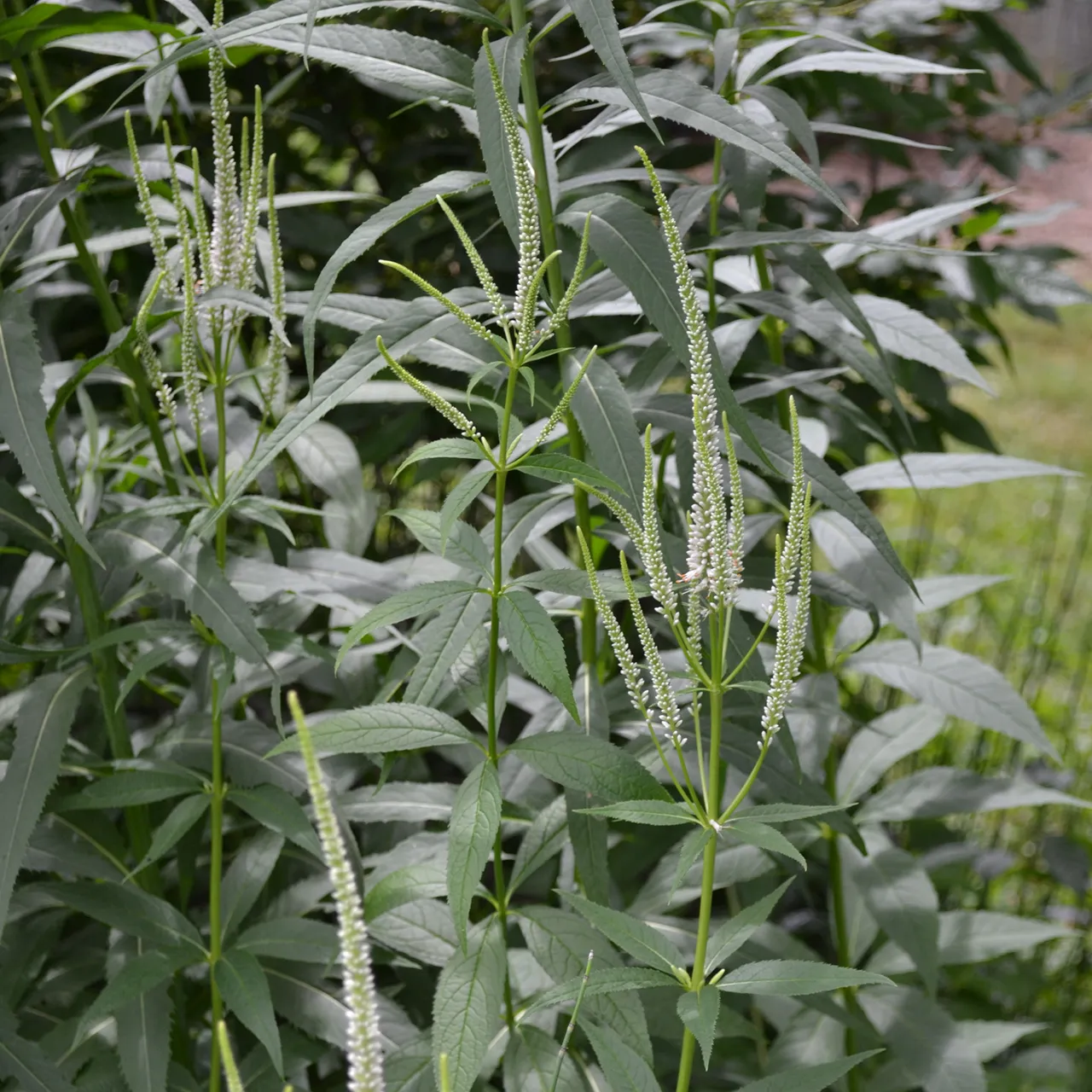 Culver's Root, Virginia Speedwell (Veronicastrum virginicum)