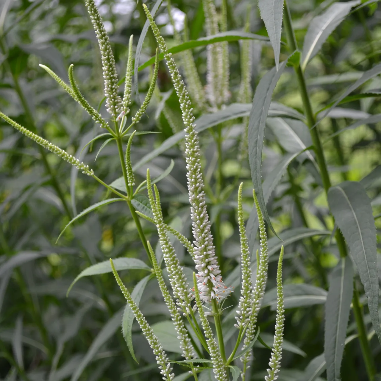 Culver's Root, Virginia Speedwell (Veronicastrum virginicum)