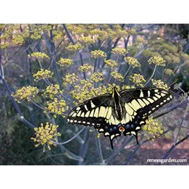 Fennel, Swallowtail, Kitchen Herb and Butterfly Flower by Renee's Garden