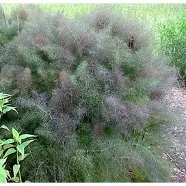 Fennel, Swallowtail, Kitchen Herb and Butterfly Flower by Renee's Garden