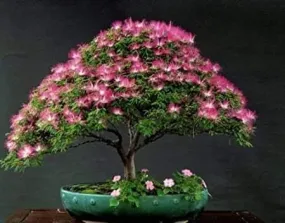 Organic Mimosa Tree Seeds aka Silk tree, Albizia julibrissin, Silky acacia, Persian silk tree, Pink Silk dwarf bonzai or giant ornamental!