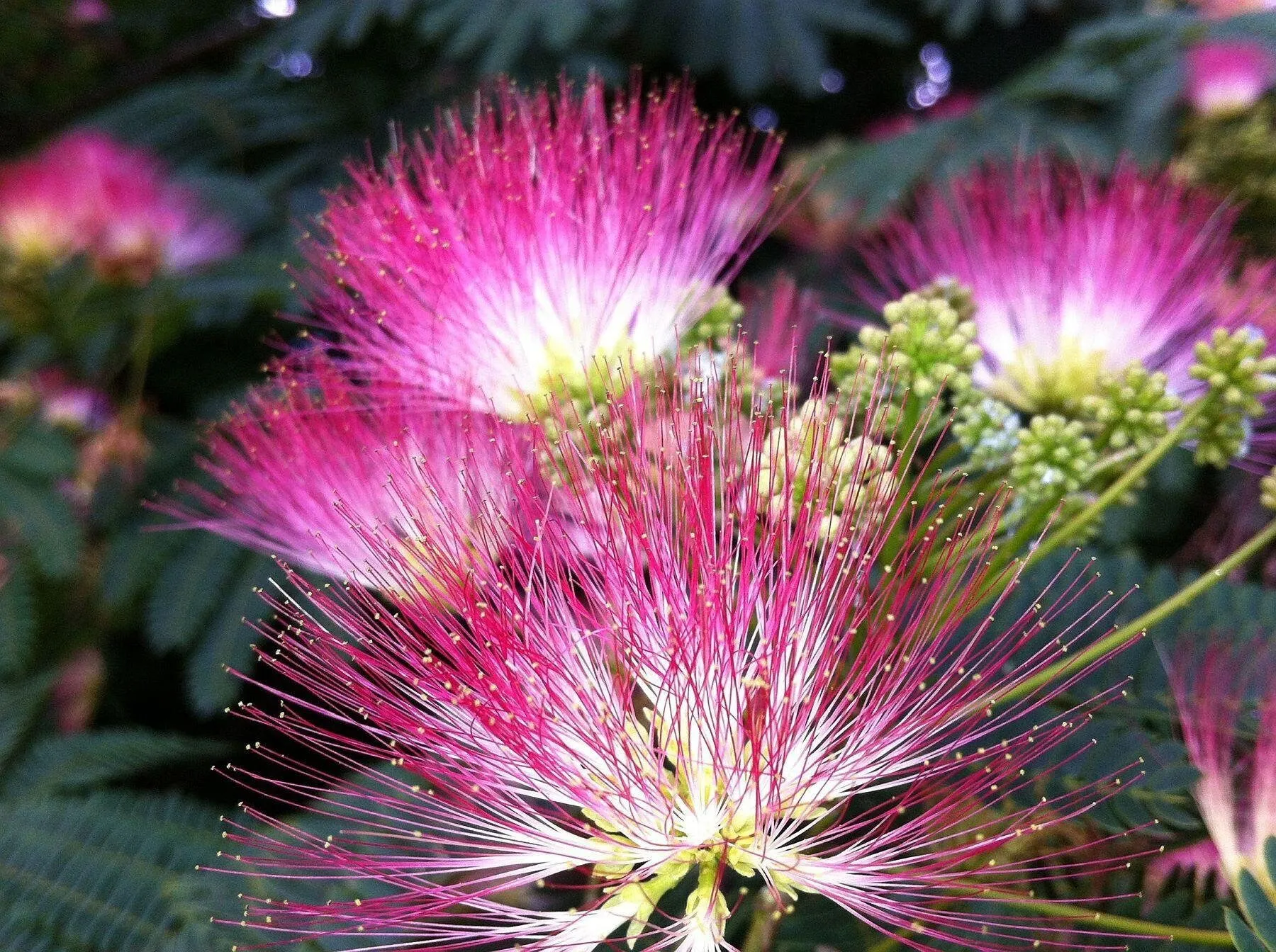 Organic Mimosa Tree Seeds aka Silk tree, Albizia julibrissin, Silky acacia, Persian silk tree, Pink Silk dwarf bonzai or giant ornamental!