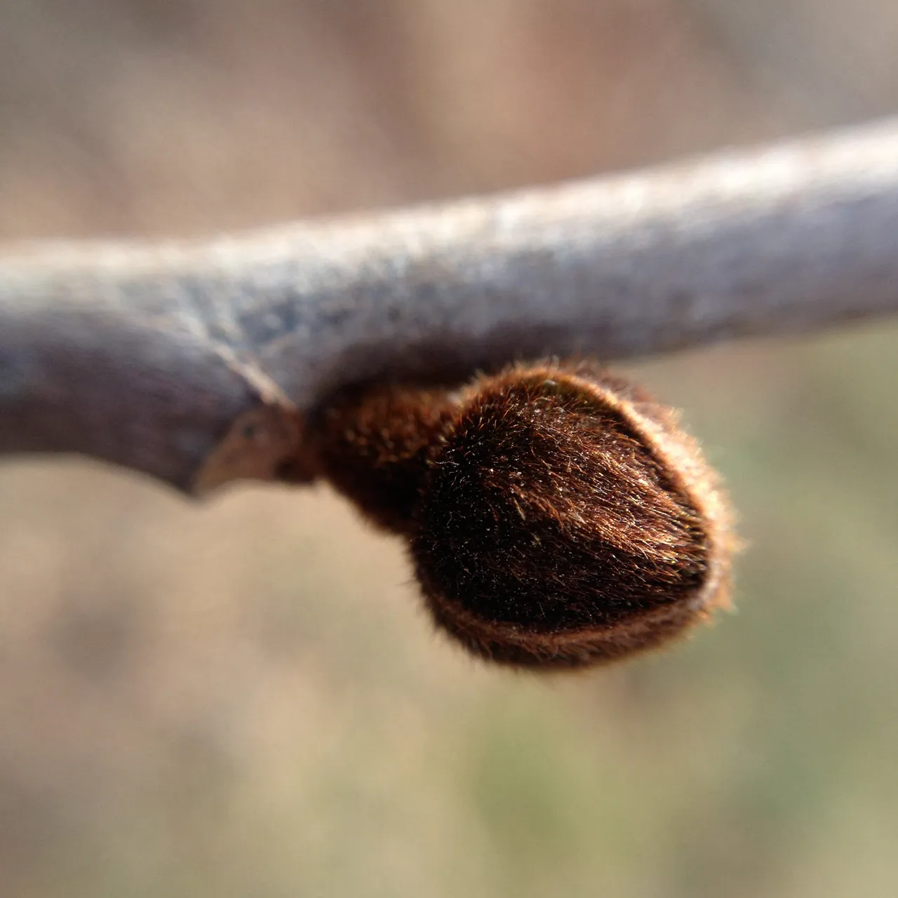 Paw Paw (Asimina triloba)