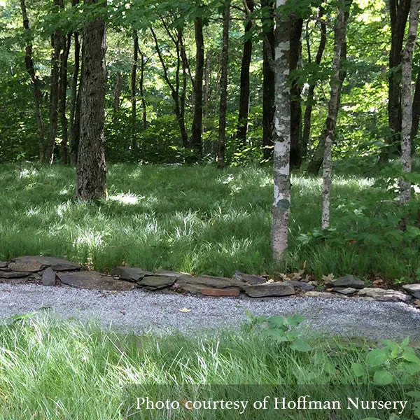 Pennsylvania Sedge; Oak Sedge (Carex pensylvanica)