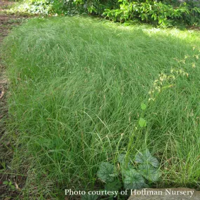 Pennsylvania Sedge; Oak Sedge (Carex pensylvanica)