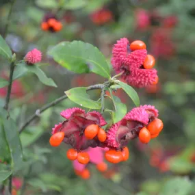 Strawberry Bush (Euonymus americanus)